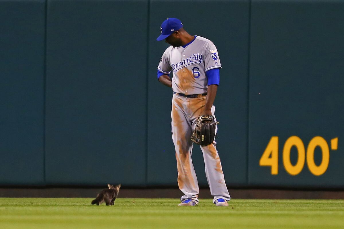 Cardinals to Honor 'Rally Cat' with Appreciation Day Benefiting Animal Rescue