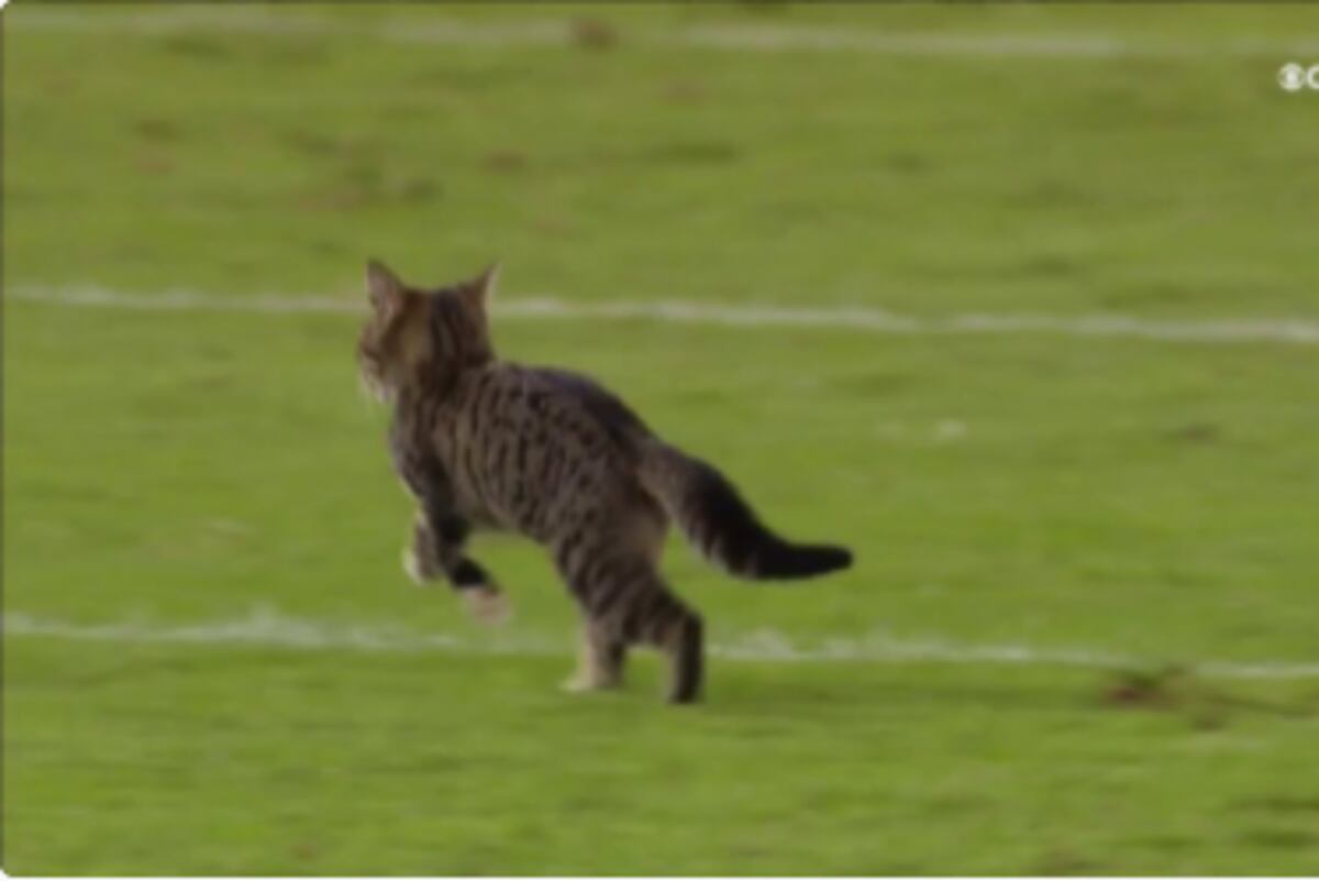 Cat Interrupts 4th Quarter Of Dolphins Ravens Game