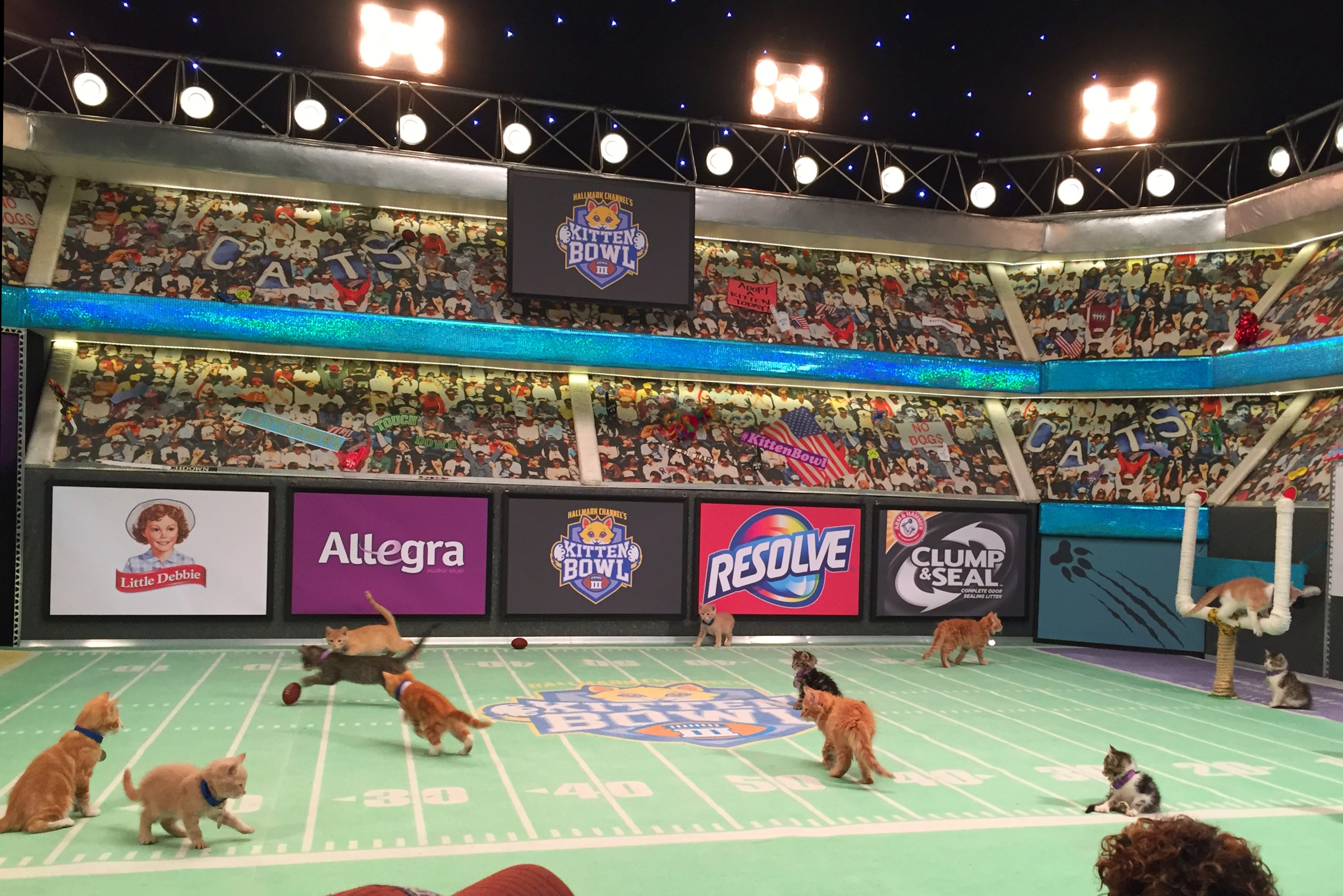 Cat Lete Of The Week Coach Derby Kitten Bowl V