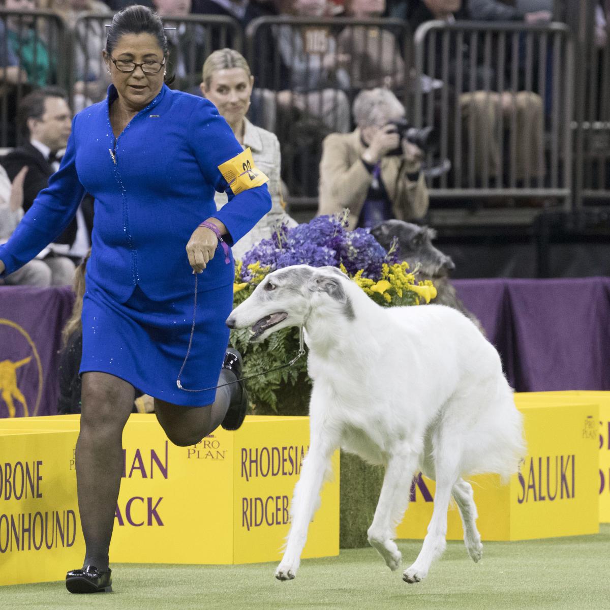 Westminster Dog Show 2018 Results: Best of Breed Winners and Monday Recap | Bleacher ...1200 x 1200