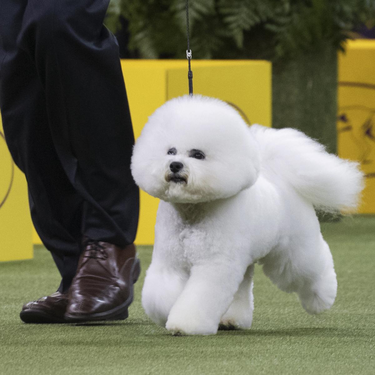 2018 Westminster Dog Show: Day 2 TV Coverage and Live-Stream Schedule | Bleacher ...