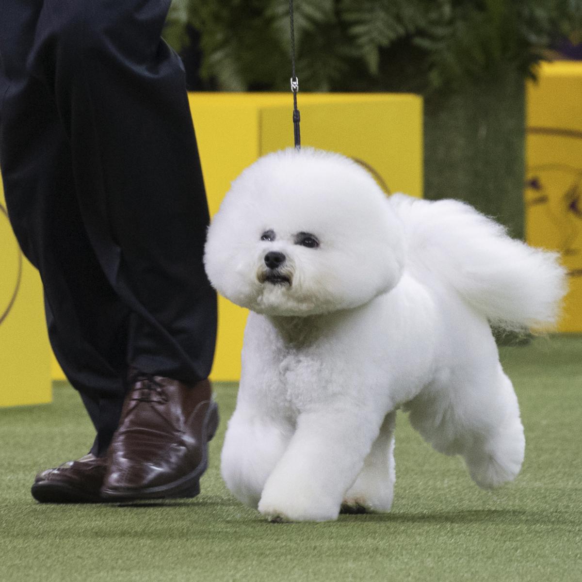 Westminster Dog Show 2018 Results: Best of Breed Winners and Day 2 Recap | Bleacher ...1200 x 1200