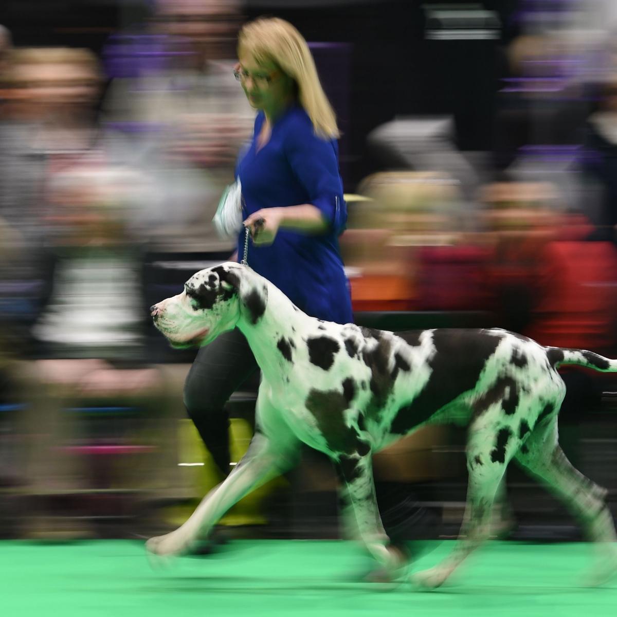 Crufts Dog Show Results 2018: Thursday Winners, Updated Schedule and TV Info ...1200 x 1200