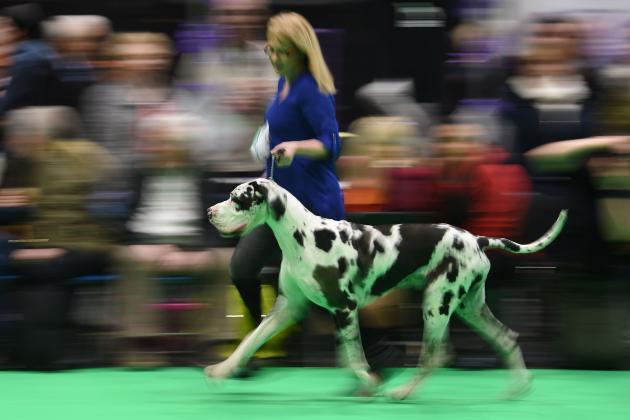 Great Danes are judged on the first day of the Crufts dog show at the National Exhibition Centre in Birmingham, central England, on March 8, 2018.  / AFP PHOTO / Oli SCARFF        (Photo credit should read OLI SCARFF/AFP/Getty Images)