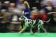 Great Danes are judged on the first day of the Crufts dog show at the National Exhibition Centre in Birmingham, central England, on March 8, 2018. / AFP PHOTO / Oli SCARFF (Photo credit should read OLI SCARFF/AFP/Getty Images)