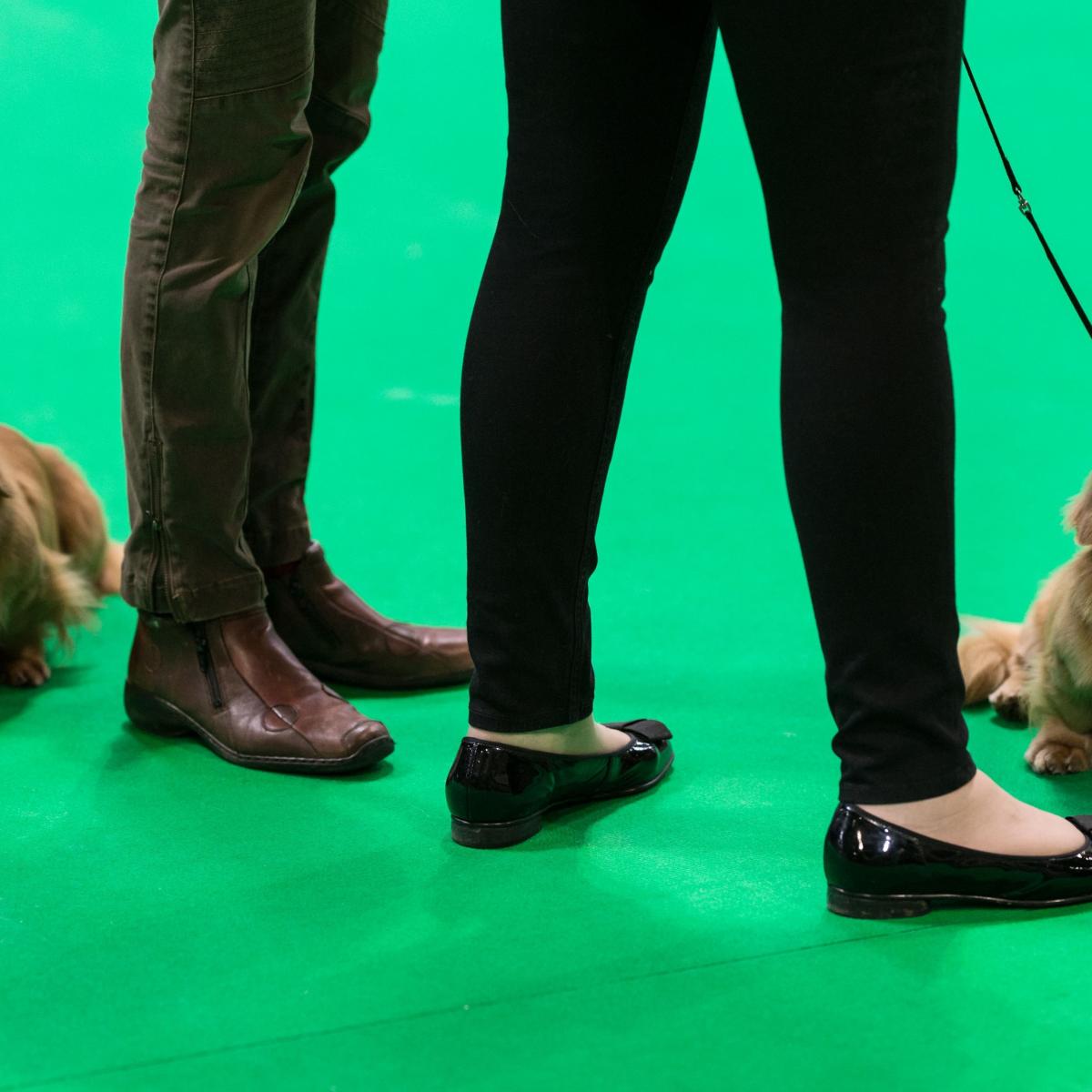 Crufts Dog Show Results 2018 Friday Winners Updated