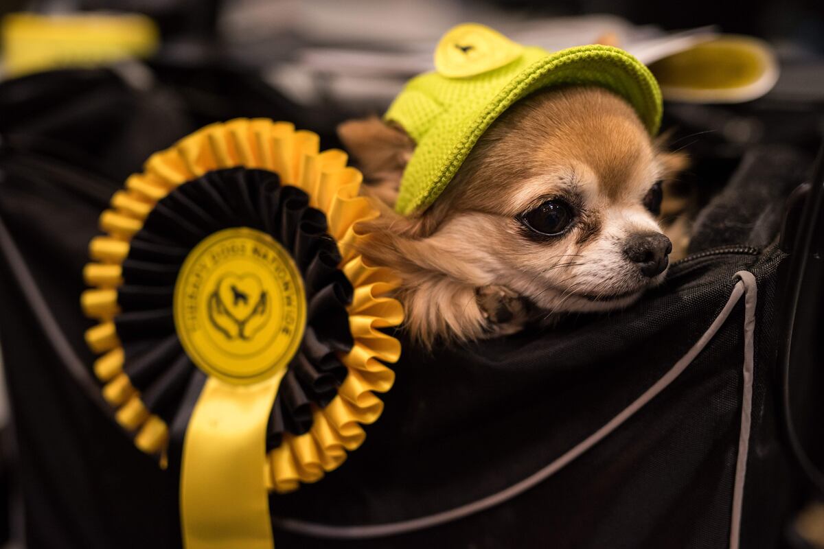 Crufts dog show results 2018 saturday winners updated schedule and tv 