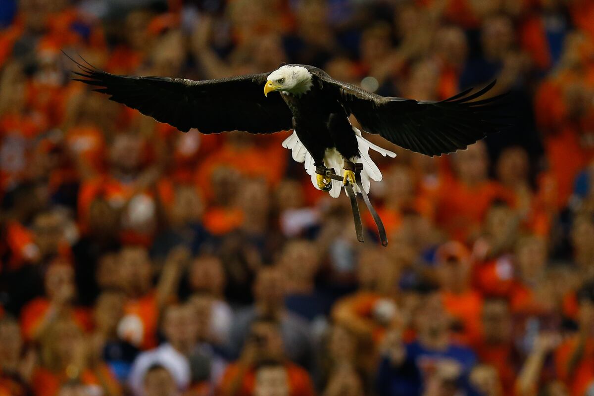 James Paxton Has Bald Eagle Land on Him Before Game News, Scores