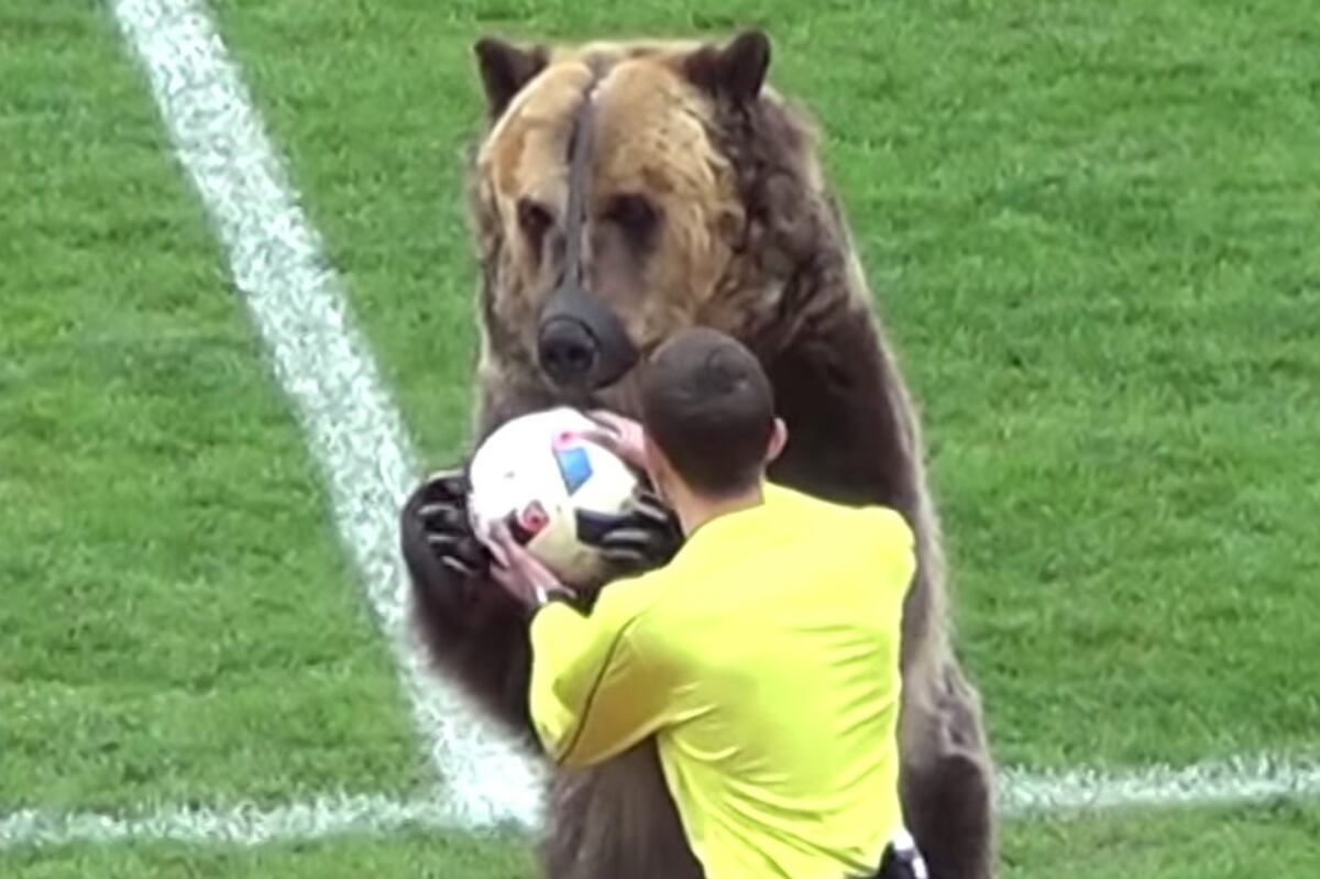 FIFA Confirm 'Tim the Bear' Will Play No Part in the World Cup Opening Ceremony | Bleacher Report | Latest News, Videos and Highlights
