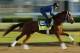 Kentucky Derby hopeful Vino Rosso trains at Churchill Downs Monday, April 30, 2018, in Louisville, Ky. The 144th running of the Kentucky Derby is scheduled for Saturday, May 5. (AP Photo/Charlie Riedel)
