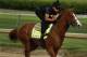 Justify is in the favorite's role in this year's Kentucky Derby.
