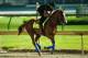 LOUISVILLE, KY - MAY 04: Justify trains on the track during morning workouts in preparation for the Kentucky Derby at Churchill Downs on May 4, 2018 in Louisville, Kentucky. (Photo by Michael Reaves/Getty Images)