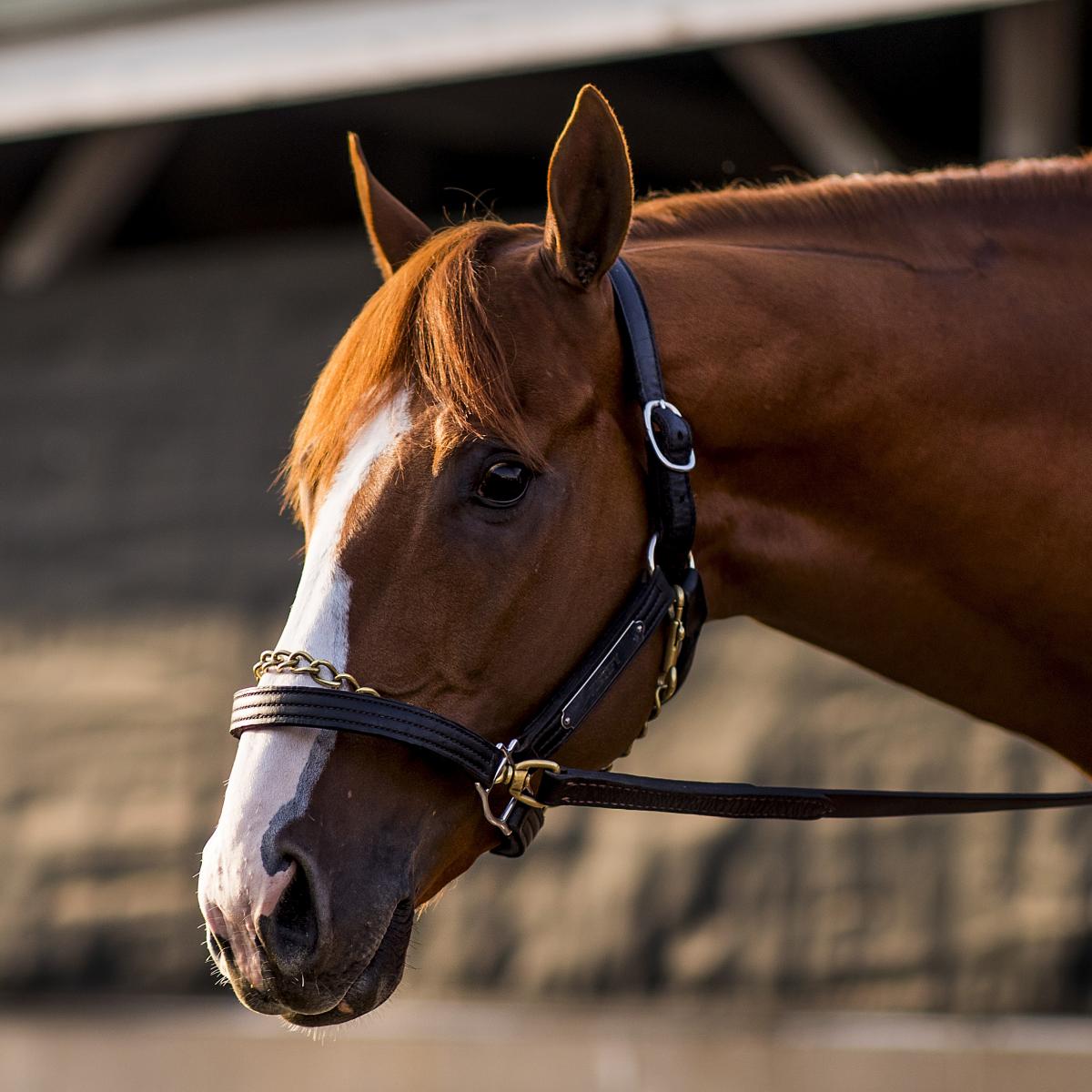 Preakness Post Draw 2018: Start Time, Entry Lineup and Live Stream Schedule | Bleacher Report | Latest News, Videos and Highlights
