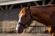 LOUISVILLE, KY - MAY 06: The Kentucky Derby winner Justify the morning after winning at Churchill Downs on May 6, 2018 in Louisville, Kentucky. (Photo by Alex Evers/Eclipse Sportswire/Getty Images)