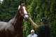 Justify is looking for the second leg of the Triple Crown at the Preakness.