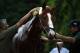 Water falls from Kentucky Derby winner Justify's head as he is washed, Wednesday, May 16, 2018, after arriving at Pimlico Race Course in Baltimore. The Preakness Stakes horse race is scheduled to take place May 19. (AP Photo/Patrick Semansky)