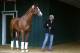 Justify comes into the Preakness as an unbeaten runner in his four previous races.