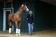 Trainer Bob Baffert walks Kentucky Derby winner Justify in a barn, Wednesday, May 16, 2018, after Justify's arrival at Pimlico Race Course in Baltimore. The Preakness Stakes horse race is scheduled to take place May 19. (AP Photo/Patrick Semansky)