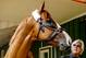 BALTIMORE, MD - MAY 16: Trainer Bob Baffert walks Kentucky Derby winner Justify after arriving for Preakness preparations after a flight from Louisville, at Pimlico Race Course on May 15, 2018 in Baltimore, Maryland. (Photo by Scott Serio/Eclipse Sportswire/Getty Images)