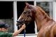 ELMONT, NY - JUNE 07: Justify gets a bath after working out during preparations for the 150th running of the Belmont Stakes at Belmont Park on June 7, 2018 in Elmont, New York. (Photo by Scott Serio/Eclipse Sportswire/Getty Images)
