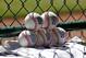 Little League game balls wait to be used in an elimination baseball game between Jackson, N.J., and Fairfield, Conn., in United States pool play at the Little League World Series tournament in South Williamsport, Pa., Wednesday, Aug. 23, 2017. (AP Photo/Gene J. Puskar)