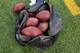 Footballs sit in a bag on the sideline during the second half of an NFL football game between the Seattle Seahawks and the New York Giants, Sunday, Dec. 15, 2013, in East Rutherford, N.J. (AP Photo/Peter Morgan)