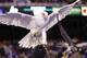 Air Force falcon mascots spread their wings during the first half of an NCAA college football game against Boise State in Boise, Idaho, on Friday, Nov. 20, 2015. Air Force won 37-30. (AP Photo/Otto Kitsinger)