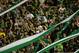 Supporters of Brazilian Chapecoense cheer for their team during their 2017 Copa Sudamericana football match against Argentina's Defensa y Justicia held at Arena Conda stadium, in Chapeco, Brazil, on July 25, 2017. / AFP PHOTO / NELSON ALMEIDA (Photo credit should read NELSON ALMEIDA/AFP/Getty Images)