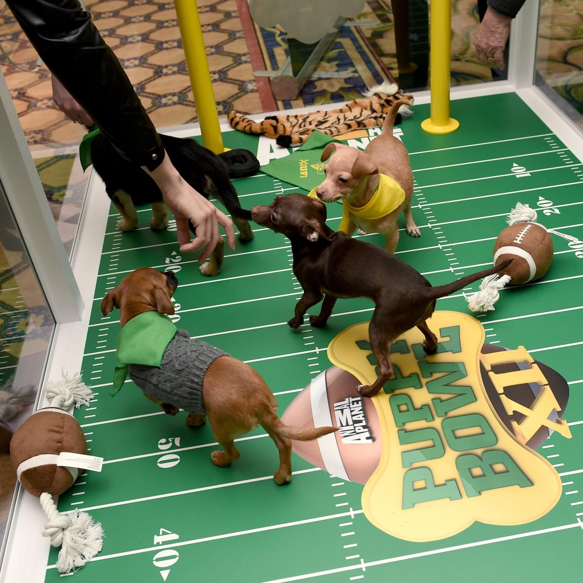 Puppy Bowl XV 2019: Date, Starting Lineup, TV Schedule and More | Bleacher Report ...