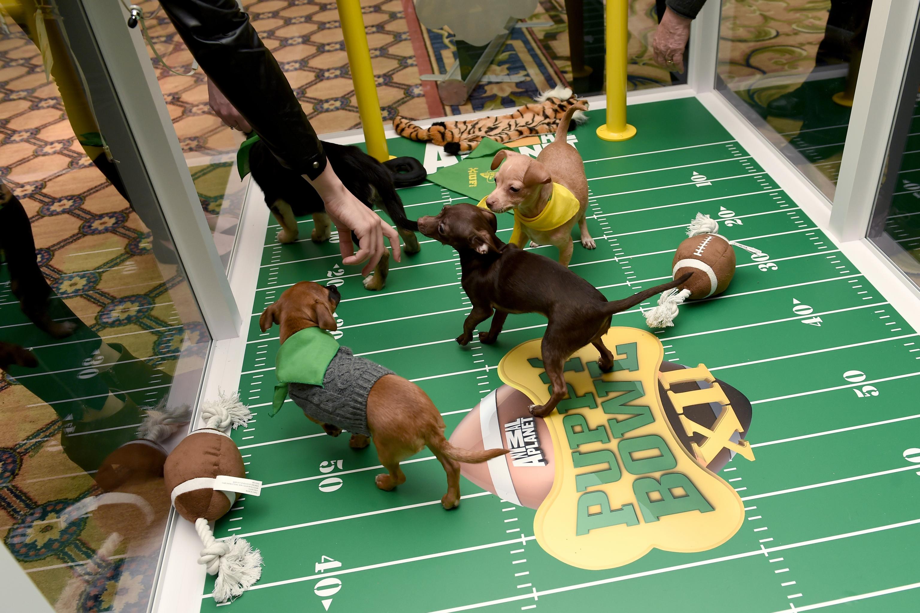 Puppy Bowl 2018: Time, channel, how to stream online