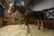 Budweiser will once again have a prominent position in this year's lineup of Super Bowl commercials, and the Clydesdales will make an appearance.