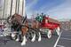 Budweiser's symbolic Clydesdales are featured in yet another Super Bowl commercial.