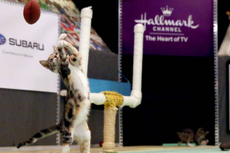 The Kitten Bowl Results