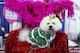 The top dogs often get a royal treatment at the Westminster Dog Show.