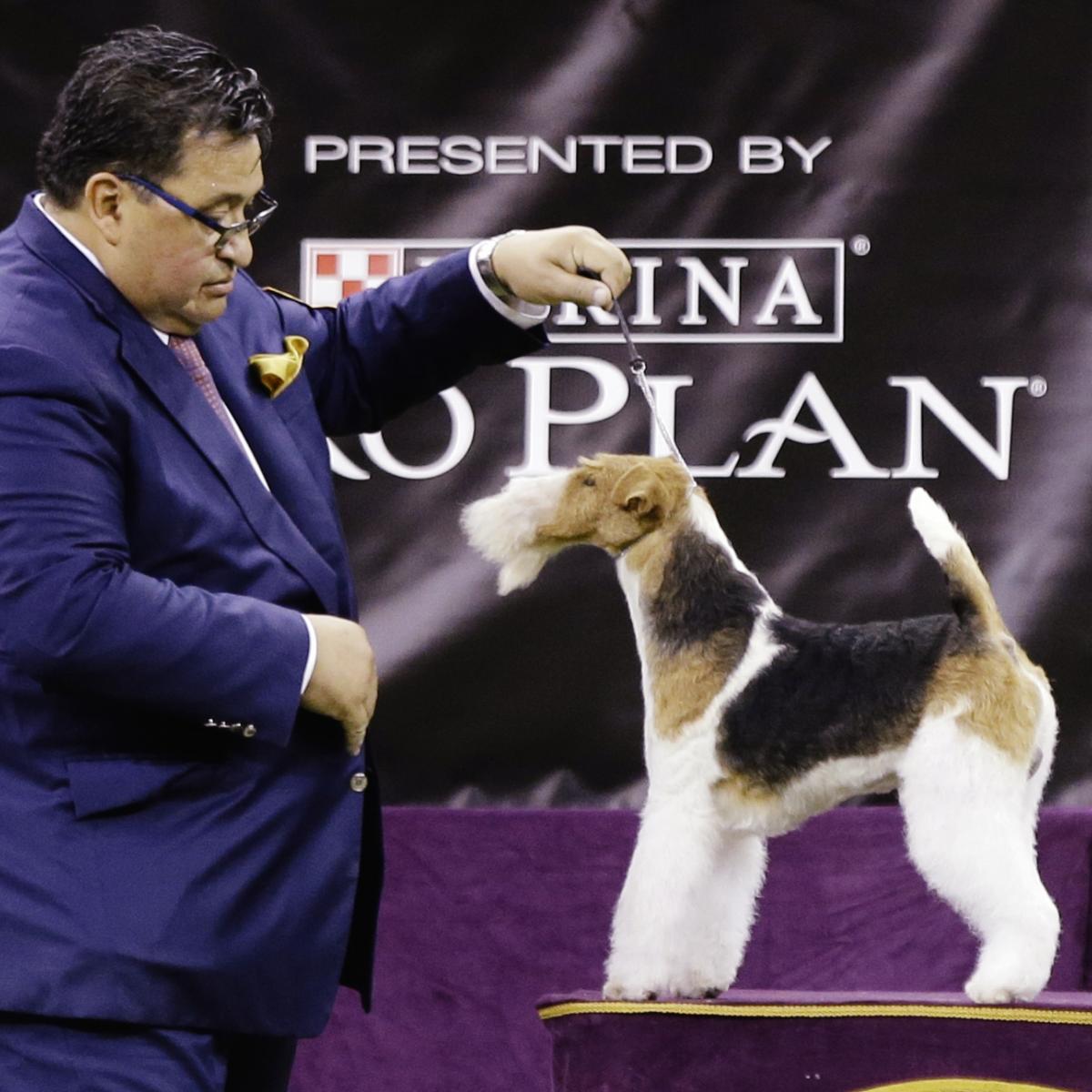 Westminster Dog Show 2019 Results: Best of Breed Winners and Day 2 Recap | Bleacher ...