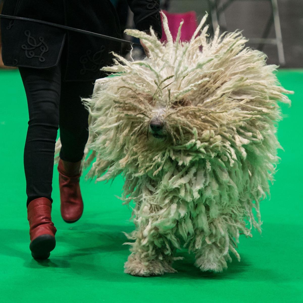 Crufts Dog Show Results 2019 Saturday Winners, Updated Schedule and TV