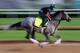 LOUISVILLE, KENTUCKY - MAY 02: Tacitus trains on the track during morning workouts in preparation for the 145th running of the Kentucky Derby at Churchill Downs on May 2, 2019 in Louisville, Kentucky. (Photo by Tom Pennington/Getty Images)