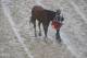 LOUISVILLE, KENTUCKY - MAY 04: Maximum Security #7 is lead away after the 145th running of the Kentucky Derby at Churchill Downs on May 04, 2019 in Louisville, Kentucky. Country House #20 was declared the winner after a stewards review disqualified Maximum Security #7. (Photo by Jamie Squire/Getty Images)