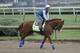 Improbable is seen during morning training at Churchill Downs Thursday, May 2, 2019, in Louisville, Ky. The 145th running of the Kentucky Derby is scheduled for Saturday, May 4. (AP Photo/Gregory Payan)
