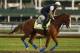 LOUISVILLE, KENTUCKY - MAY 01: Improbable trains on the track during morning workouts in preparation for the 145th running of the Kentucky Derby at Churchill Downs on May 1, 2019 in Louisville, Kentucky. (Photo by Michael Reaves/Getty Images)