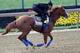 BALTIMORE, MARYLAND - MAY 16: Improbable trains on the track during a training session for the upcoming Preakness Stakes at Pimlico Race Course on May 16, 2019 in Baltimore, Maryland. (Photo by Rob Carr/Getty Images)