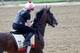 BALTIMORE, MARYLAND - MAY 16: War of Will trains on the track during a training session for the upcoming Preakness Stakes at Pimlico Race Course on May 16, 2019 in Baltimore, Maryland. (Photo by Rob Carr/Getty Images)