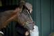 After a rough ride in the Kentucky Derby, War of Will will try to assert himself in the Preakness.