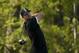 FARMINGDALE, NEW YORK - MAY 18: Brooks Koepka of the United States plays a shot from the 16th tee during the third round of the 2019 PGA Championship at the Bethpage Black course on May 18, 2019 in Farmingdale, New York. (Photo by Patrick Smith/Getty Images)