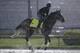 Tacitus has the breeding to go the distance in the 1 1/2-mile Belmont Stakes.