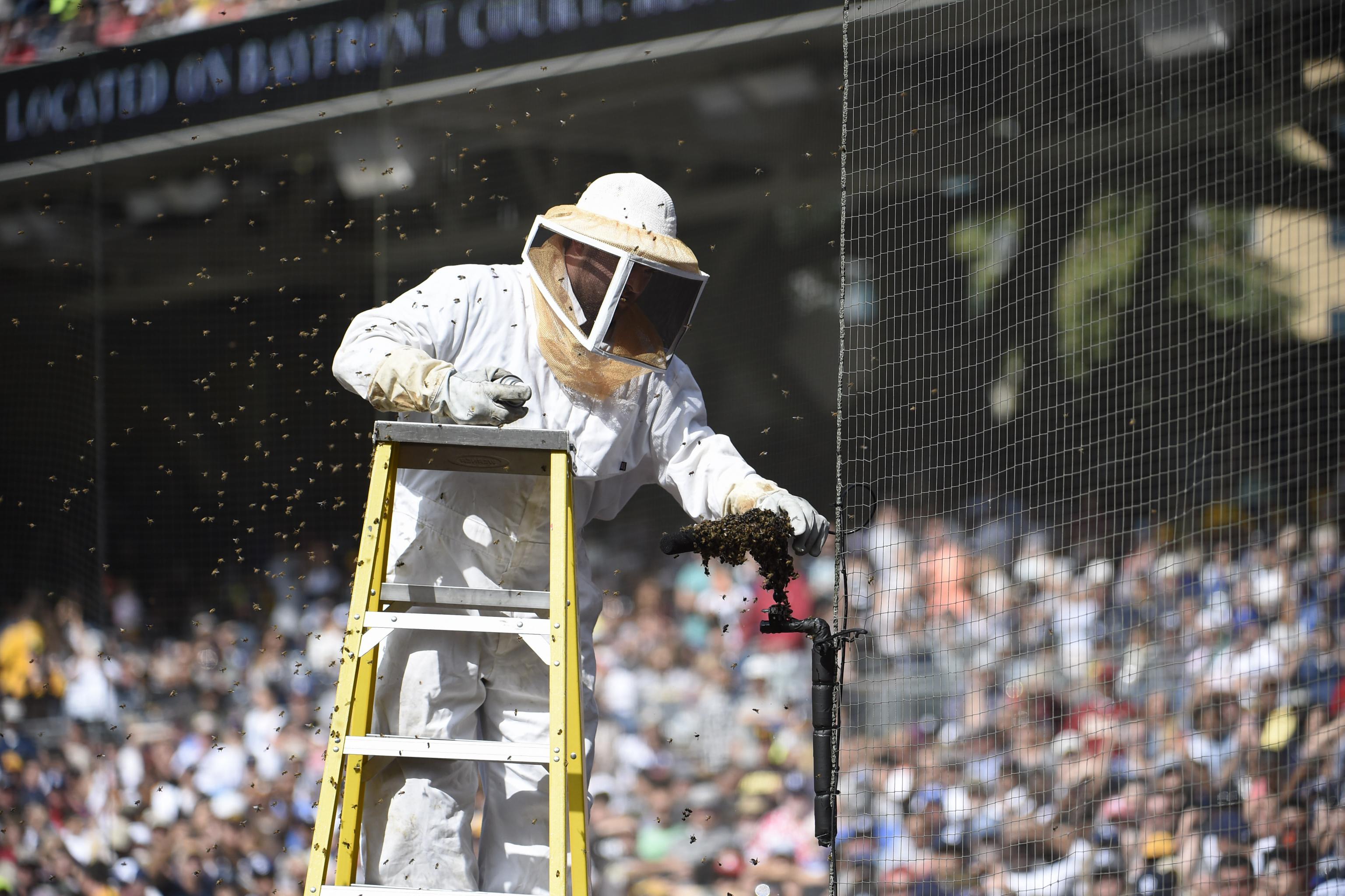 Padres Bring Their 'Bee' Game in Loss to Astros