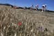 Belgium's Tim Wellens (R), wearing the best climber's polka dot jersey leads a breakaway with two riders during the fifth stage of the 106th edition of the Tour de France cycling race between Saint-Die-des-Vosges and Colmar, in Saint-Die-des-Vosges, eastern France, on July 10, 2019. (Photo by JEFF PACHOUD / AFP) (Photo credit should read JEFF PACHOUD/AFP/Getty Images)