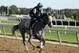 ELMONT, NEW YORK - JUNE 04: Belmont Stakes contender Tacitus trains prior to the 151st running of the Belmont Stakes at Belmont Park on June 04, 2019 in Elmont, New York. (Photo by Al Bello/Getty Images)