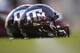 Texas A&M reflective helmets sit on the field before the start of a NCAA college football against Mississippi State on Saturday, Oct. 28, 2017, in College Station, Texas. (AP Photo/Sam Craft)