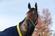 Triple Crown winner American Pharoah is tended to after a workout for the Breeders' Cup Classic horse race at Keeneland race track Thursday, Oct. 29, 2015, in Lexington, Ky. (AP Photo/Brynn Anderson)